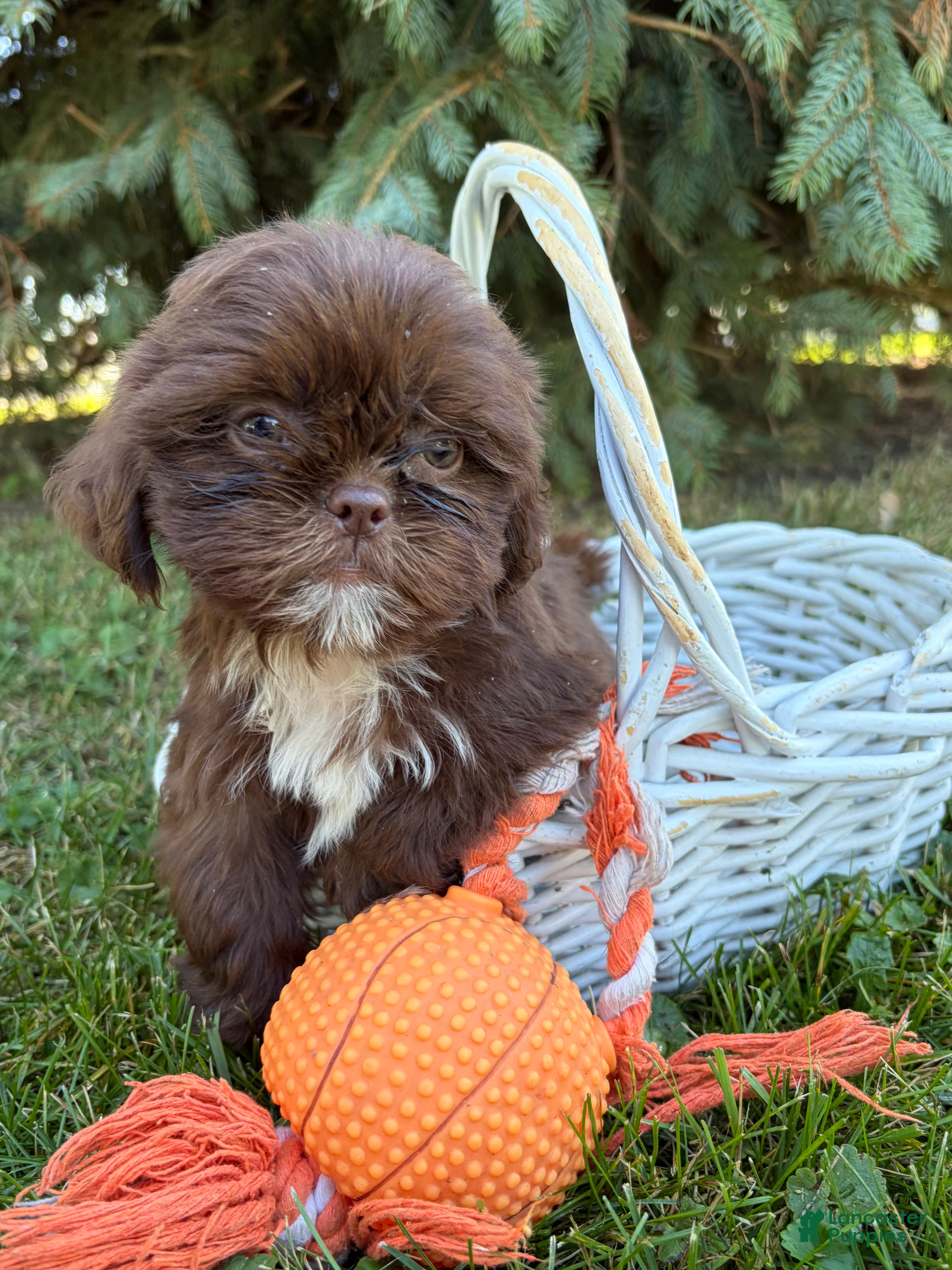 Shih Tzu dogs Lucy - Ad 2