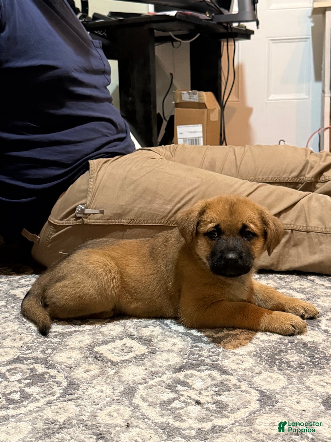 Mixed Breed dogs for sale: Mixed Breed Puppy 1 - Ad 3