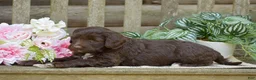 Portuguese Water Dog dogs for sale: Megan - Ad 6