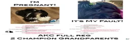Shih Tzu dogs for sale: Shih Tzu 1 - Ad 2