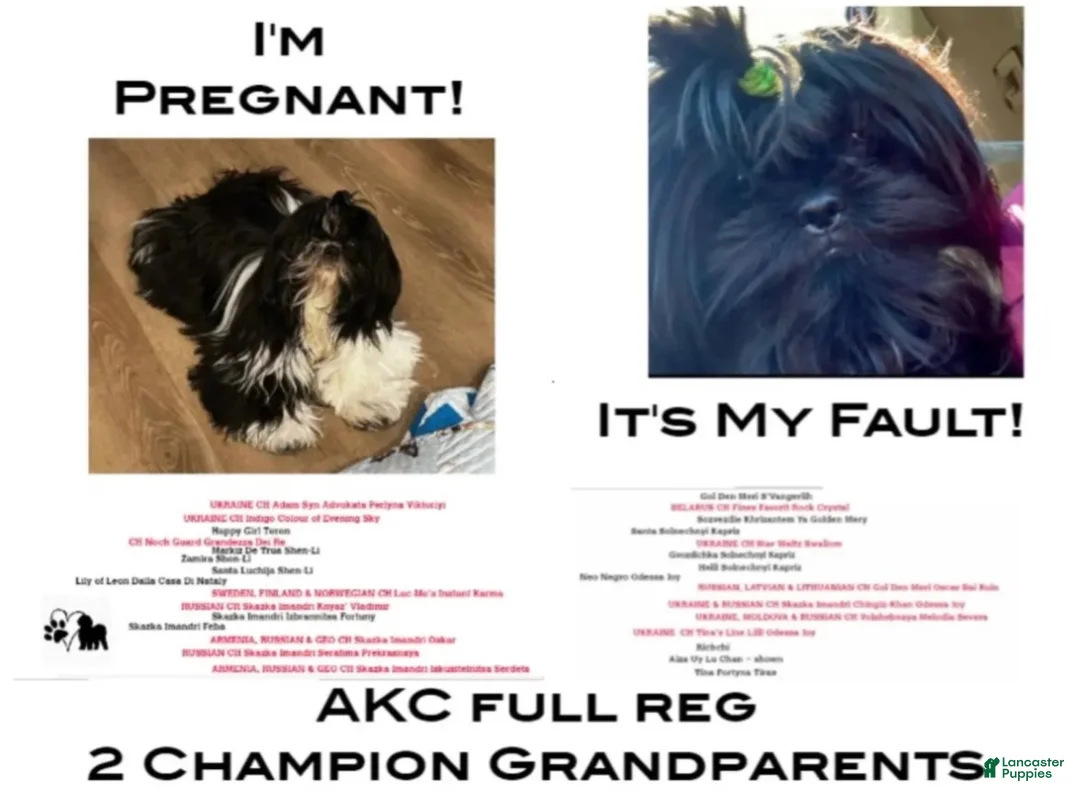 Shih Tzu dogs for sale: Shih Tzu 1 - Ad 2