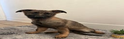 German Shepherd dogs for sale: German Shepherd Puppy 3 - Ad 5
