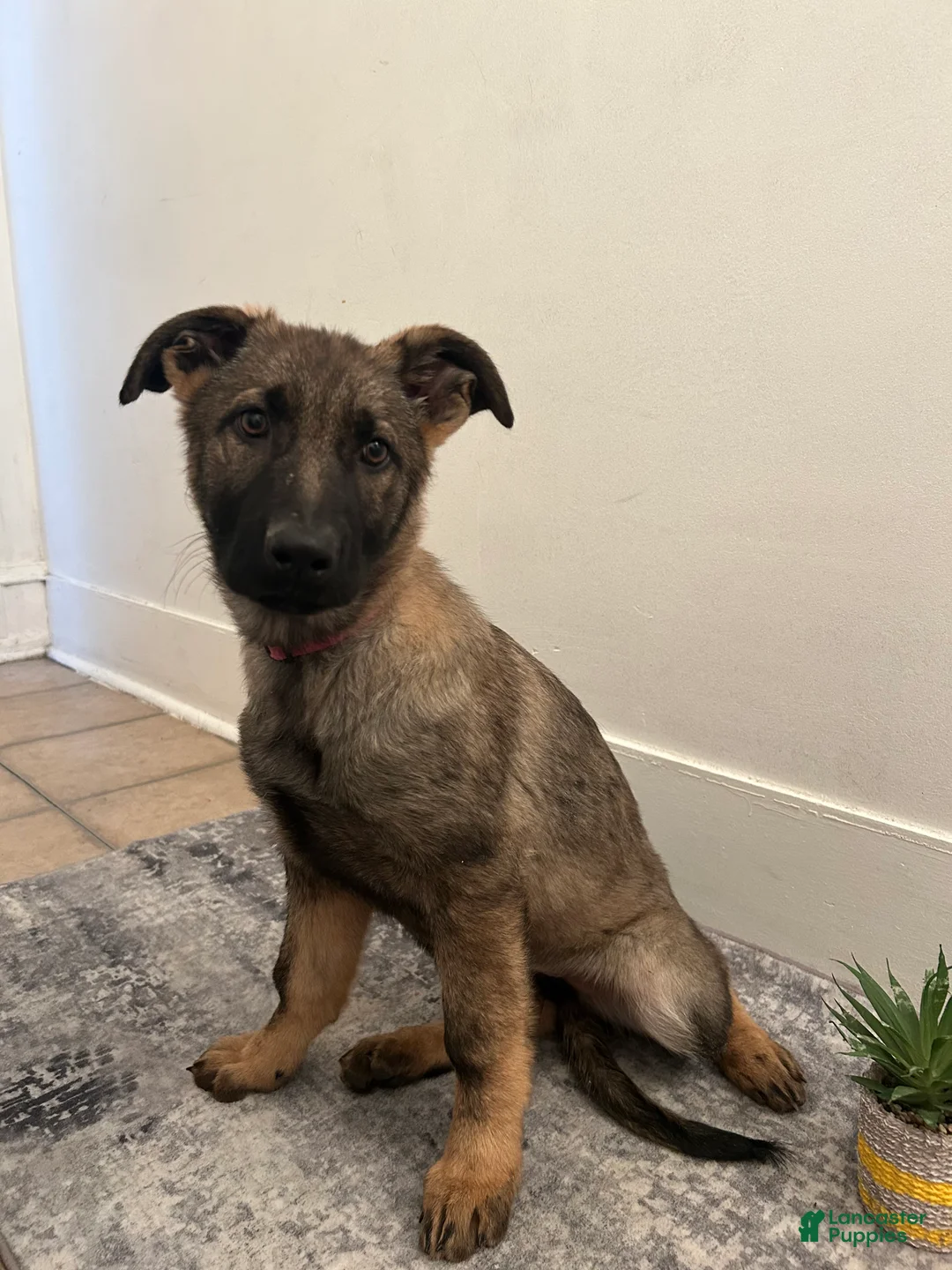 German Shepherd dogs for sale: German Shepherd Puppy 3 - Ad 5