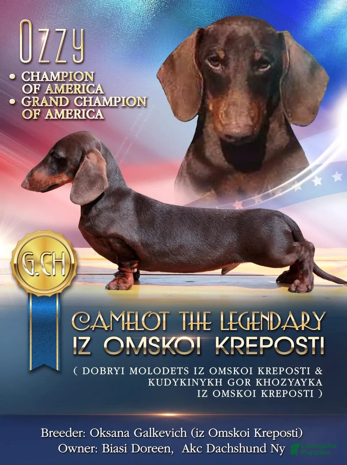 Dachshund dogs GCH CH OZZY 4 Stud - Ad 3