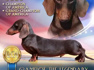 Dachshund dogs GCH CH OZZY 4 Stud - Ad 2