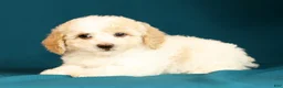 Miniature Poodle dogs for sale: Cindy - Ad 8