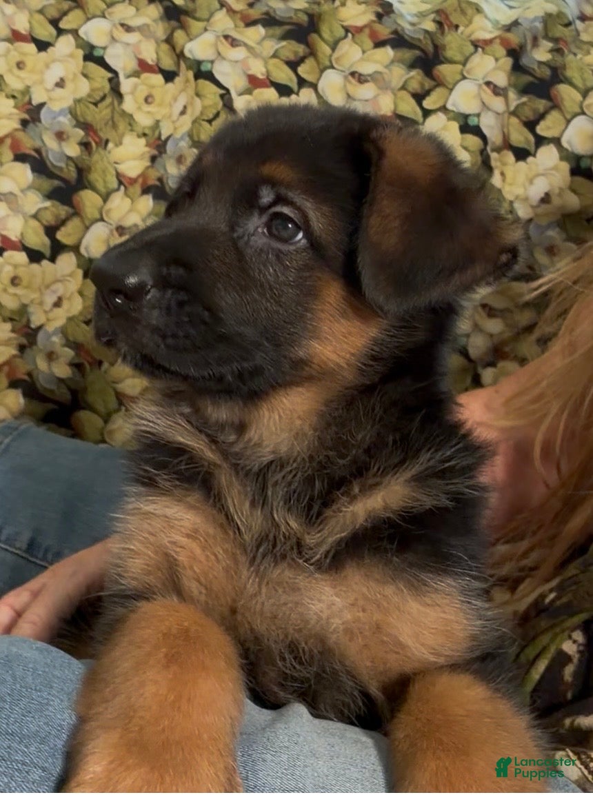 German Shepherd dogs Veronica - Ad 1