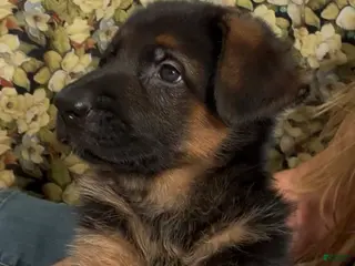 German Shepherd dogs Veronica - Ad 1