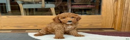 Cockapoo dogs for sale: Glen - Ad 6