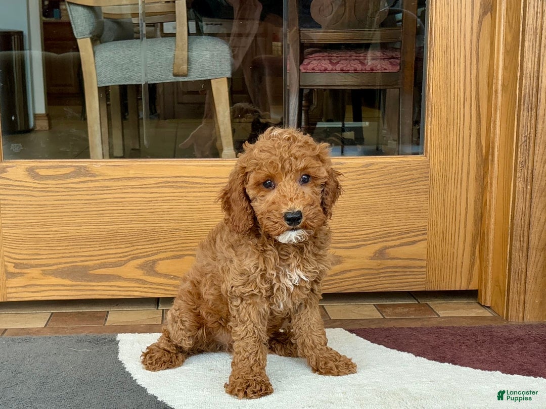 Cockapoo dogs for sale: Glen - Ad 6