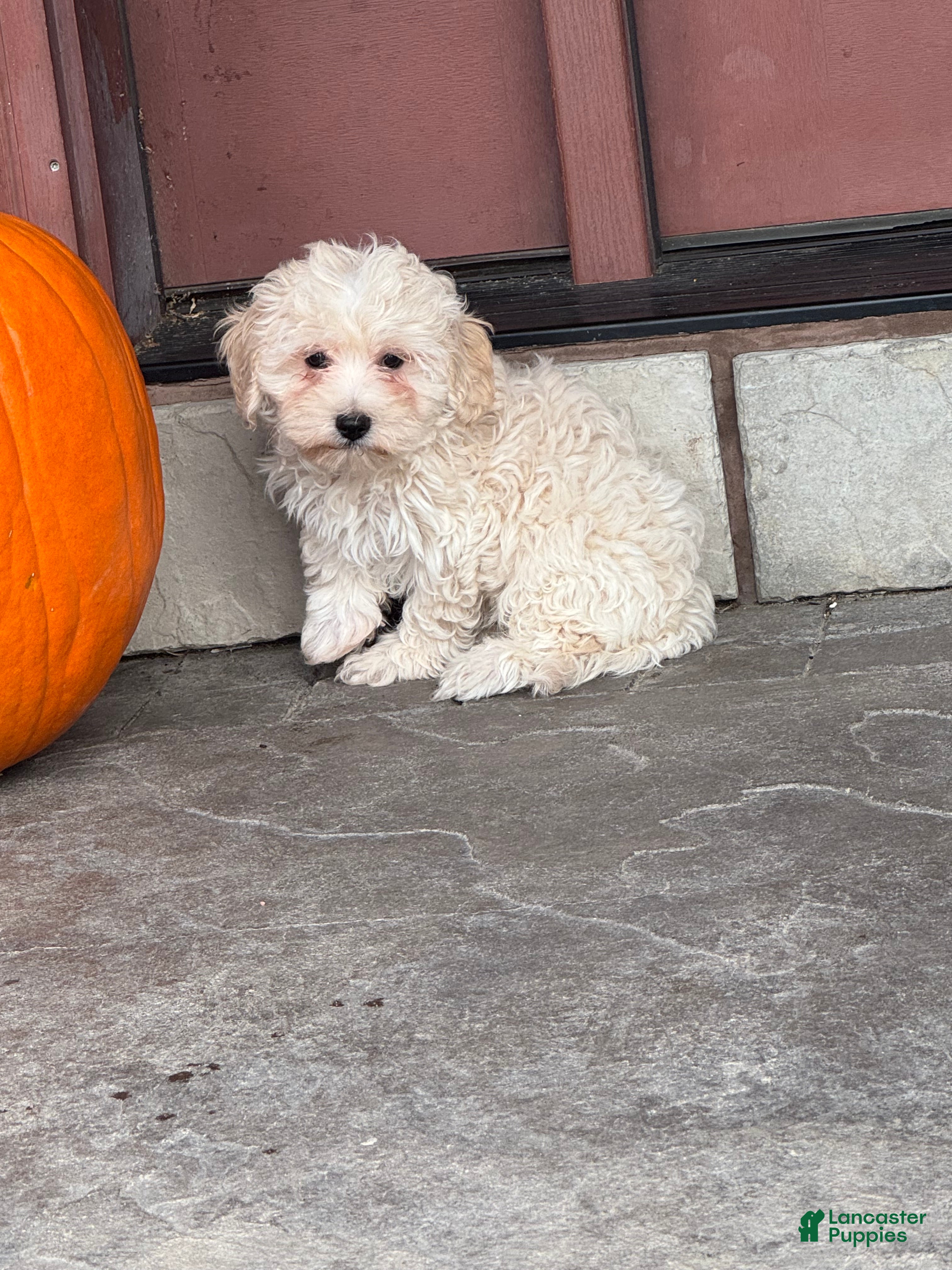 Mixed Breed dogs Elmo - Ad 19