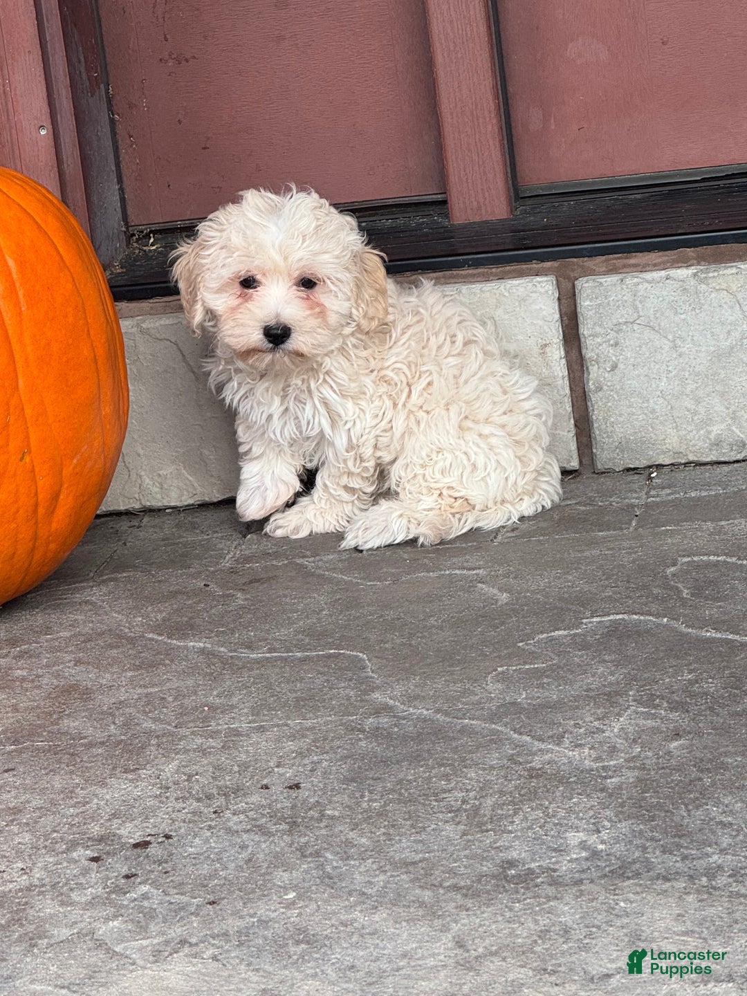 Mixed Breed dogs for sale: Elmo - Ad 3