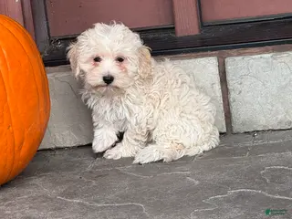 Mixed Breed dogs Elmo - Ad 26