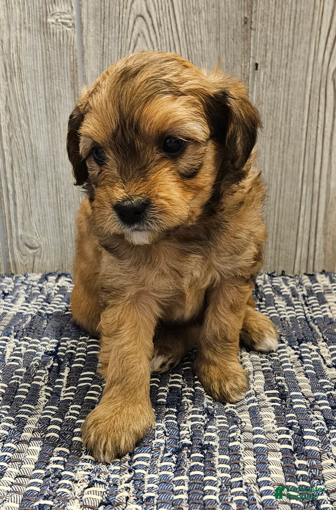 Mixed Breed dogs for sale: Reese - Ad 3