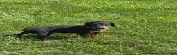 Doberman Pinscher dogs for sale: Doberman Pinscher 1 - Ad 5
