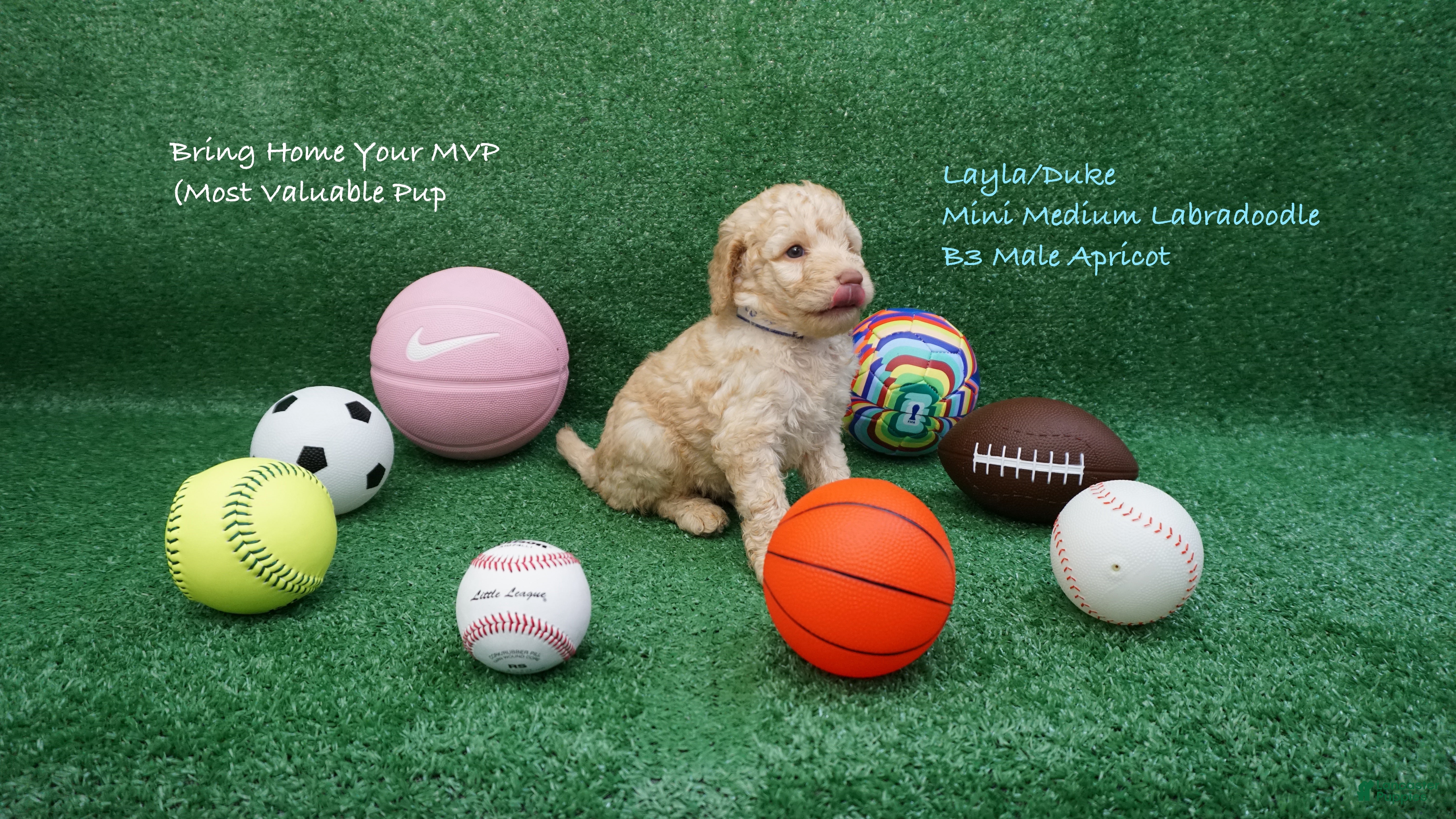 Miniature Labradoodle dogs LD B3 - Ad 23