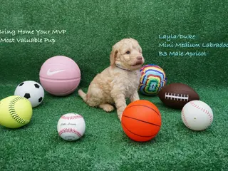 Miniature Labradoodle dogs LD B3 - Ad 23
