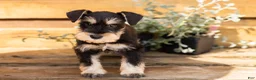 Miniature Schnauzer dogs for sale: Carson  - Ad 2