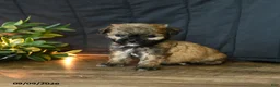 Mixed Breed dogs for sale: Teeny - Ad 4