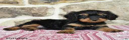 Cavapoo dogs for sale: Kayla - Ad 3