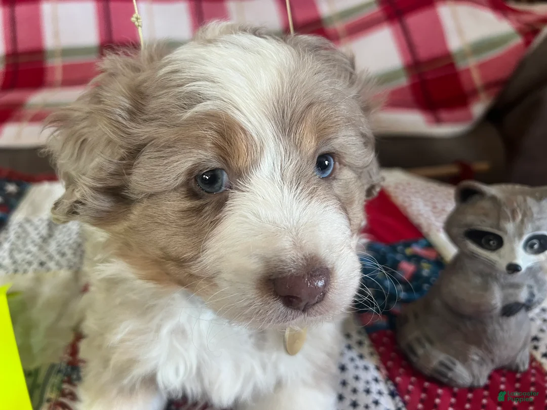 Mini Aussiedoodle dogs for sale: Silas Mini Aussiedoodle Puppy 4 - Ad 2