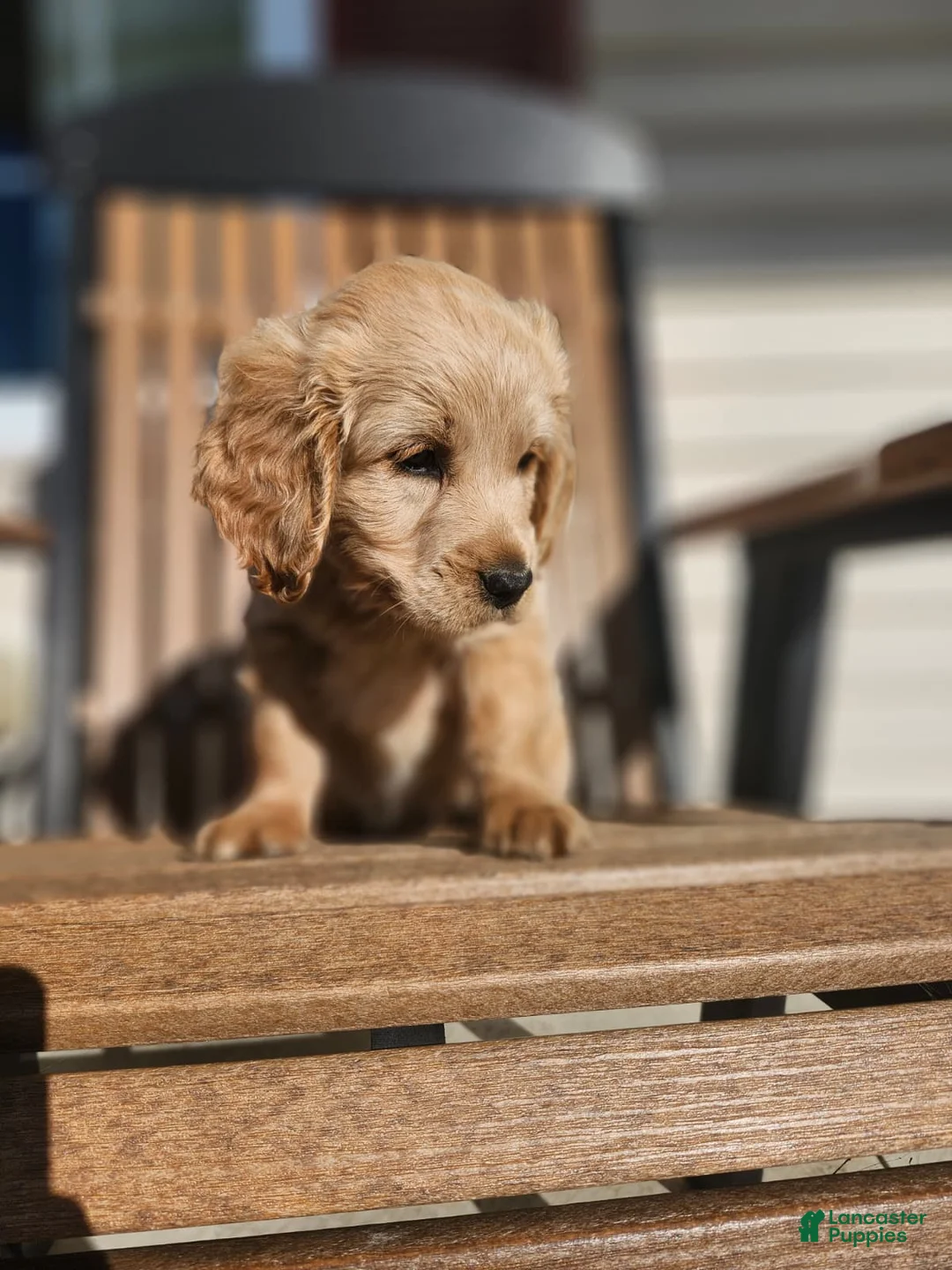 Mixed Breed dogs for sale: Cooper - Ad 3