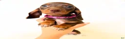 Miniature Dachshund dogs for sale: AKC Daisy - Ad 7
