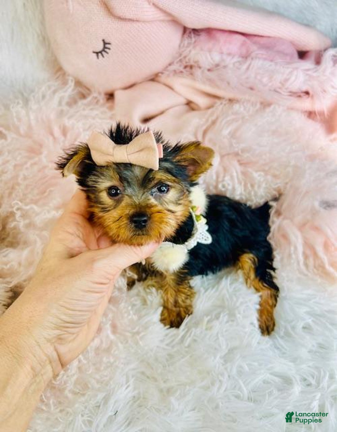 Yorkshire Terrier dogs for sale: Yorkshire Terrier Puppy 2 - Ad 2