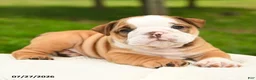 English Bulldog dogs for sale: Hank - Ad 4