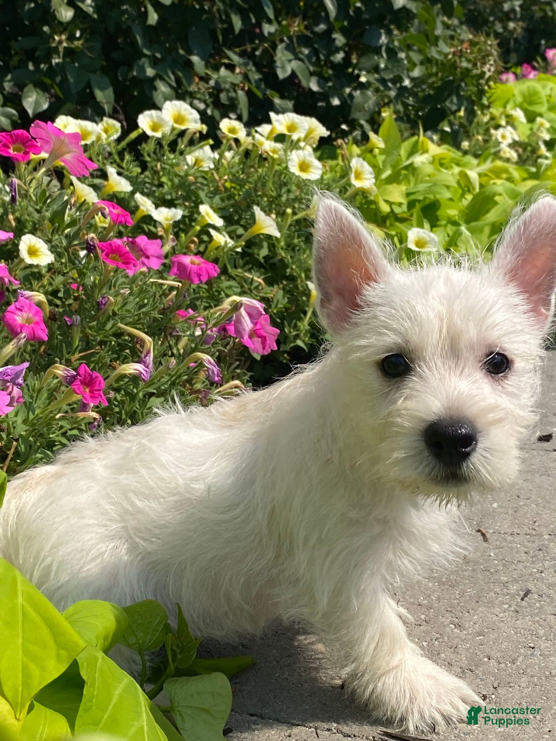 West Highland Terrier dogs for sale: Wynona - Ad 2