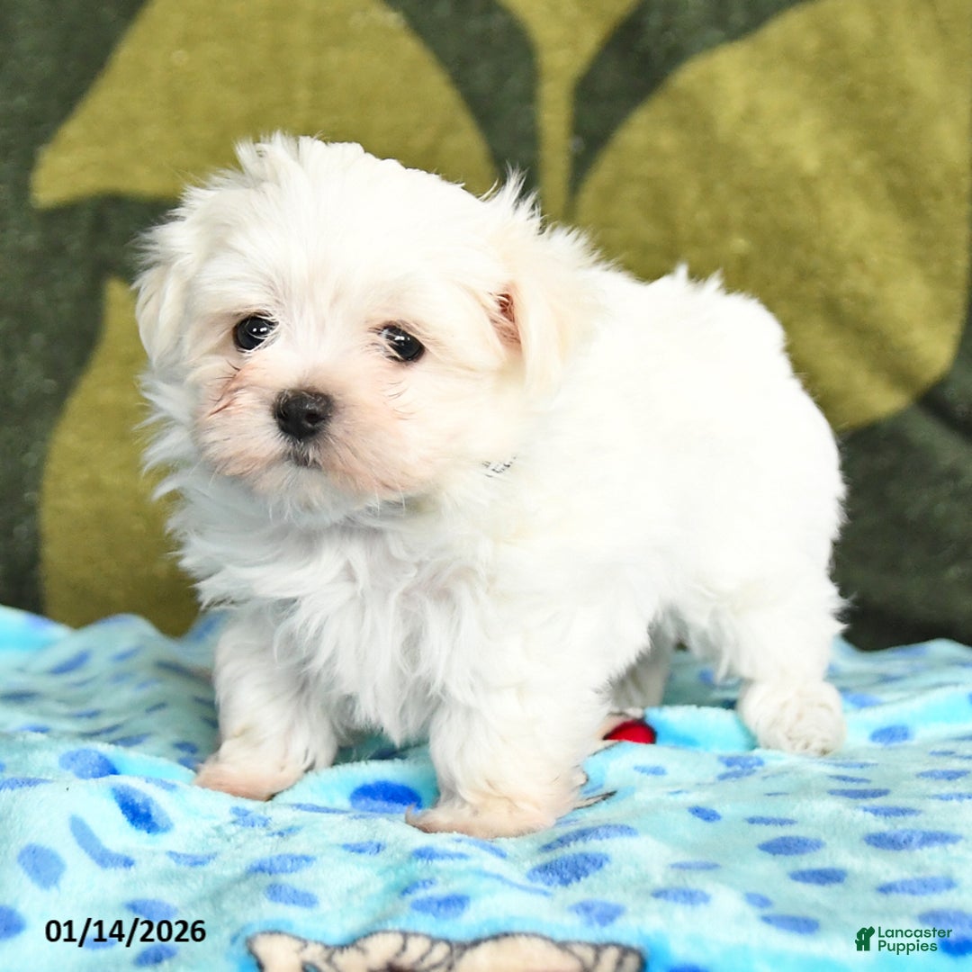 Maltese dogs for sale: Ian - Ad 2