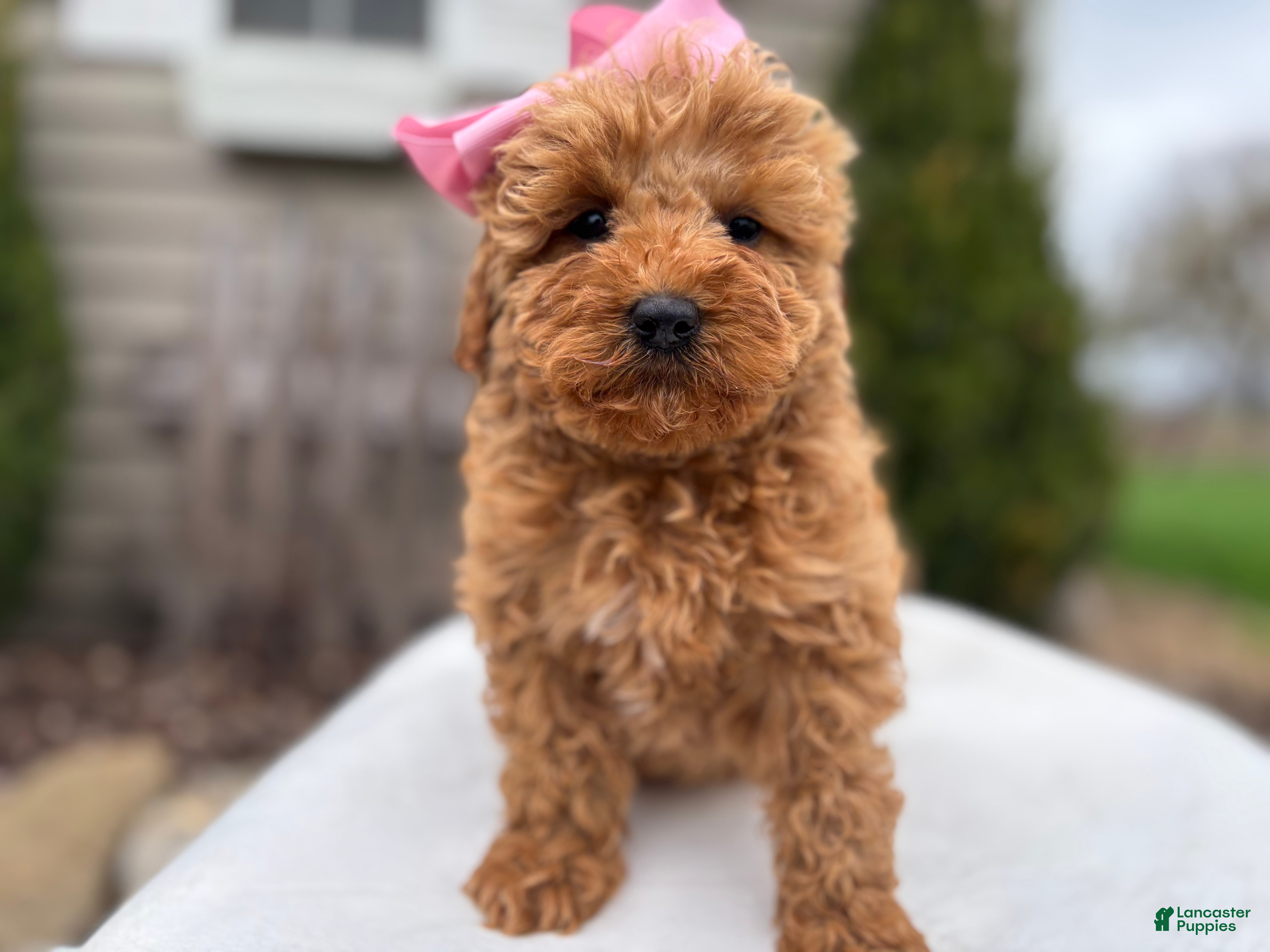 Mini Goldendoodle dogs Lili - Ad 12