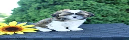 Shih Tzu dogs for sale: Espresso - Ad 2