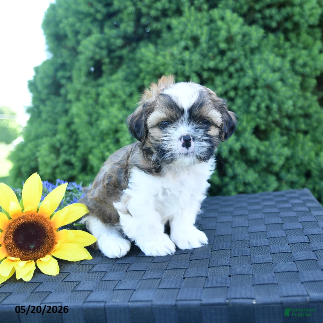 Shih Tzu dogs for sale: Espresso - Ad 2