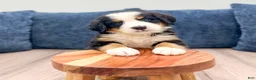 Bernese Mountain Dog dogs for sale: Joey - Ad 4