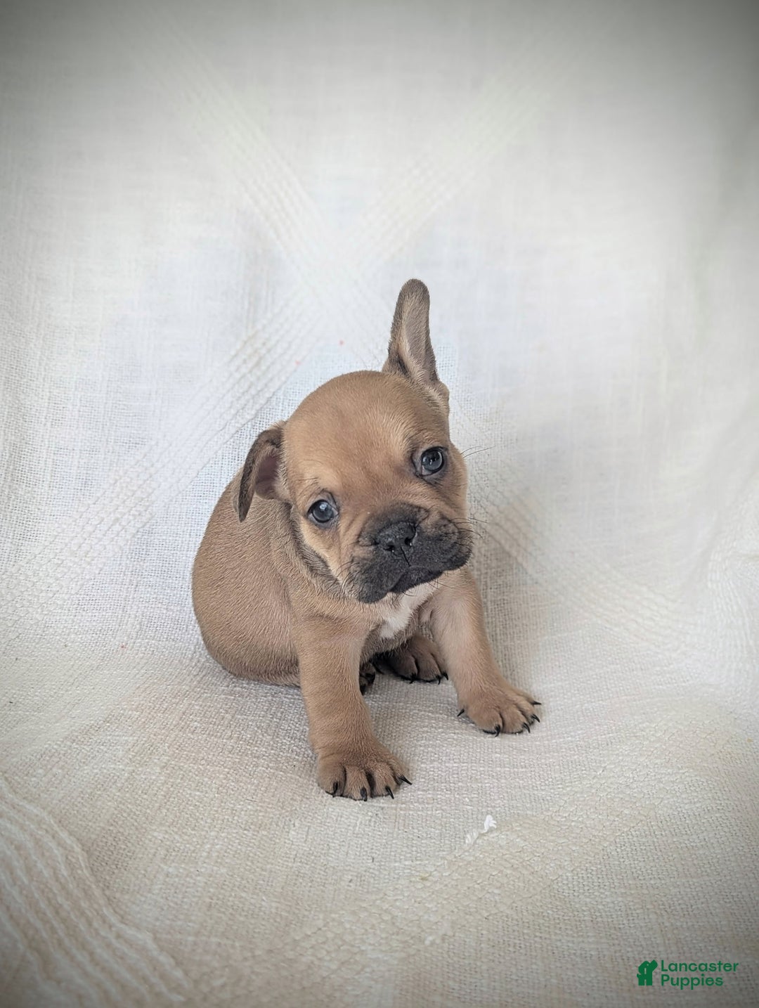 French Bulldog dogs for sale: Bear  - Ad 2