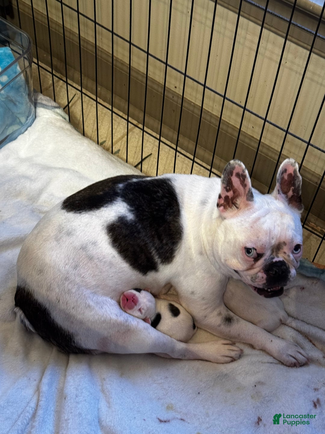 French Bulldog dogs for sale: French Bulldog Puppy 1 “Seamus” - Ad 13