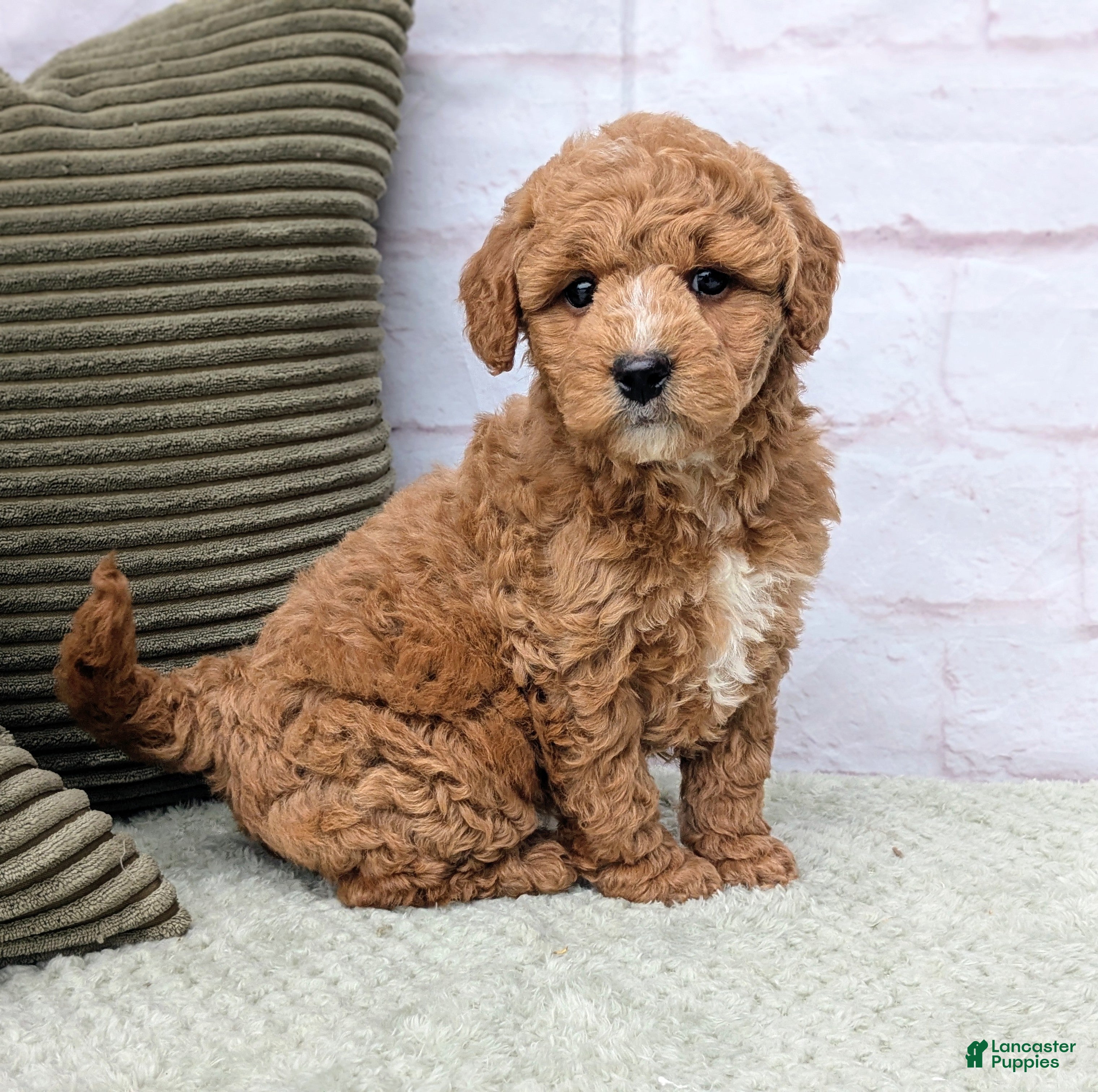 Mini Goldendoodle dogs Lanie  - Ad 1