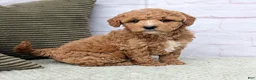 Mini Goldendoodle dogs for sale: Lanie  - Ad 1