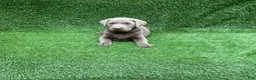 Labrador Retriever dogs for sale: Chloe - Ad 5