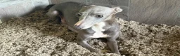 Italian Greyhound dogs for sale: Donut - Ad 6