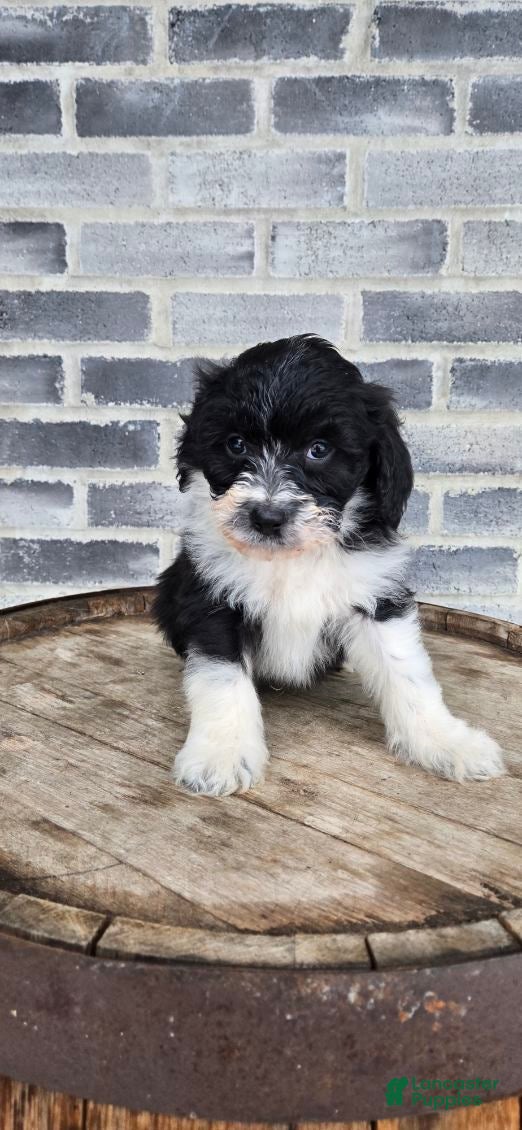 Mini Aussiedoodle dogs Sailor – Male - Ad 27