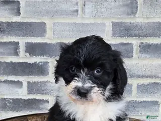 Mini Aussiedoodle dogs Sailor – Male - Ad 11