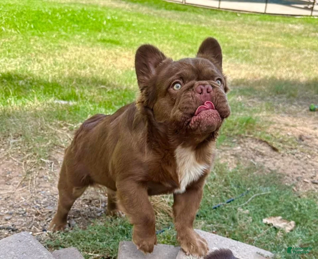 Gallery Image {{count}}