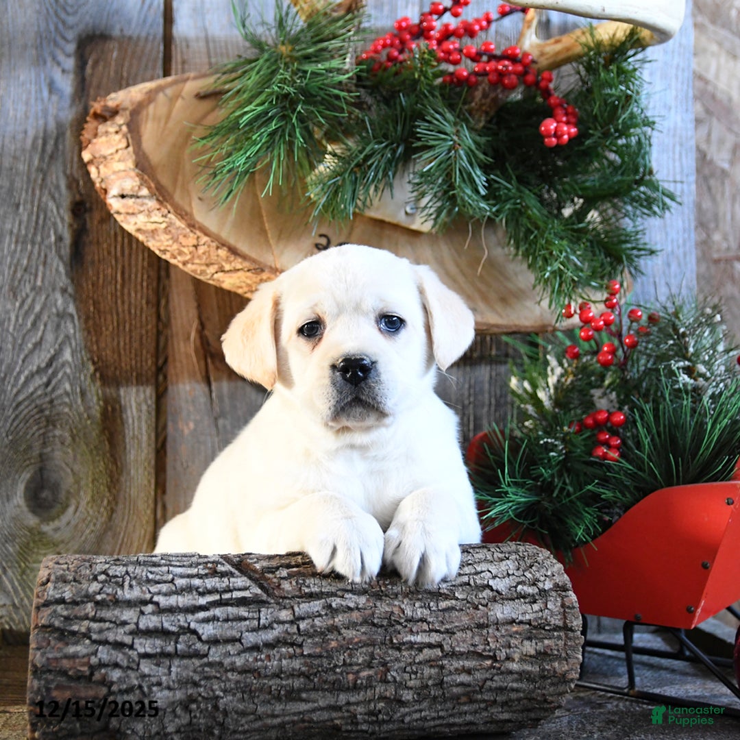 Labrador Retriever dogs for sale: Stacy - Ad 1