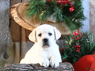 Labrador Retriever dogs Stacy - Ad 6