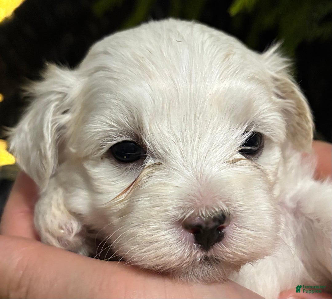 Maltese dogs for sale: Cody - Ad 3