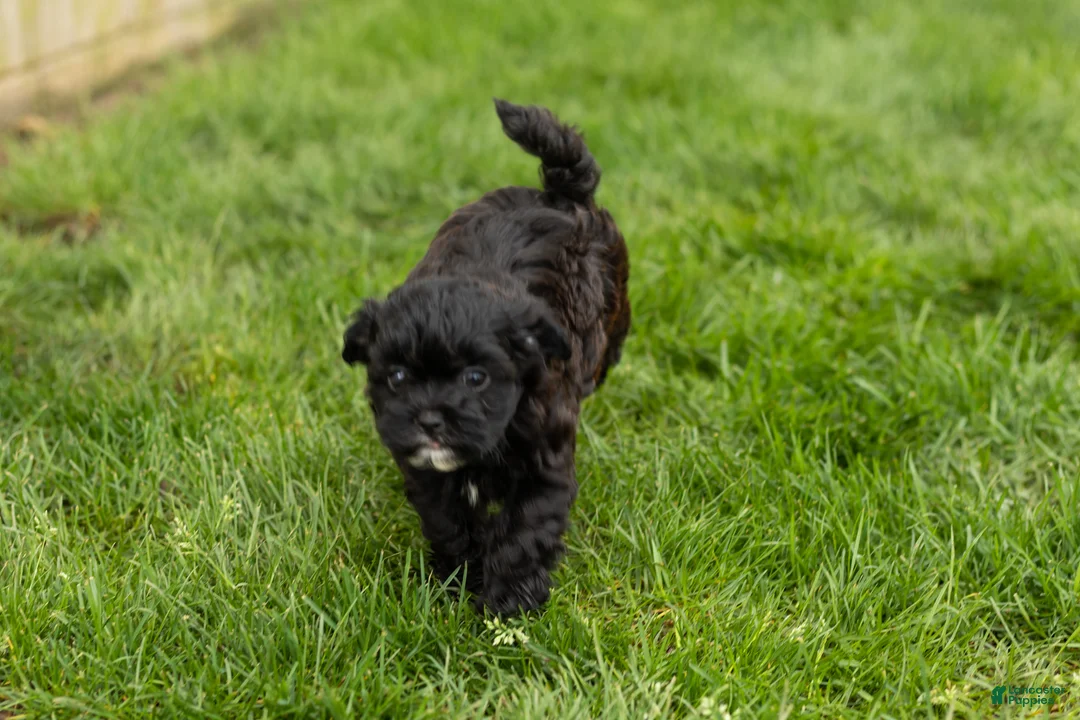 Shihpoo dogs for sale: Ida - Ad 1