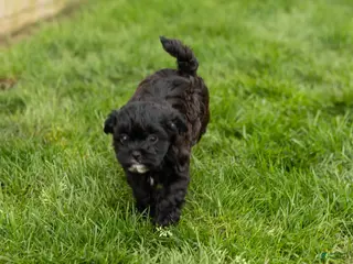 Shihpoo dogs Ida - Ad 42