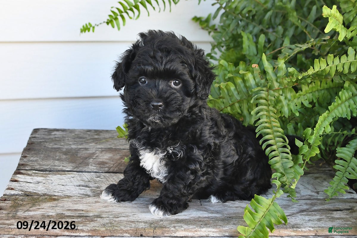 Maltipoo dogs Bear - Ad 1
